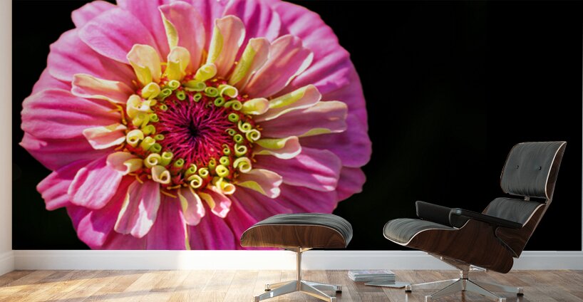 Pink and Yellow Zinnia Wall Murals