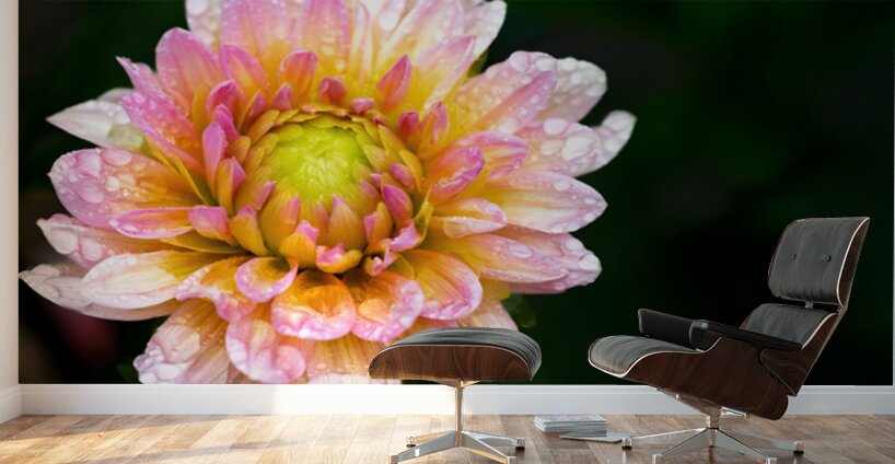 Dahlia and Raindrops Wall Murals