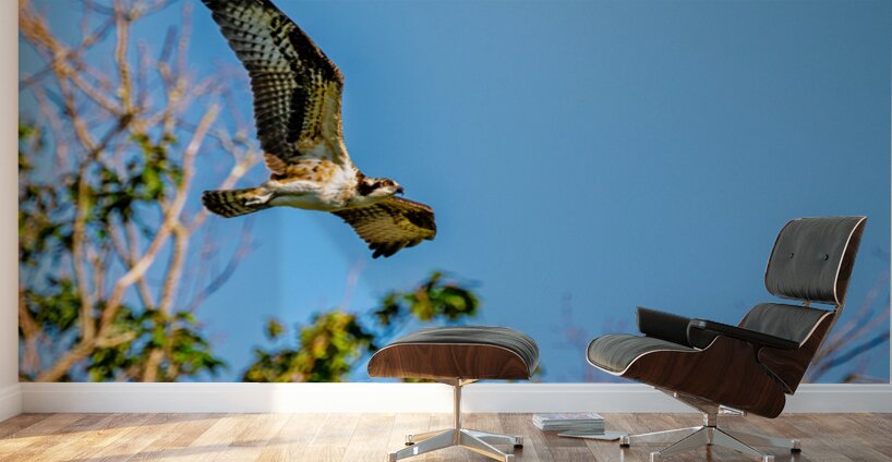 An Osprey Soars Wall Murals
