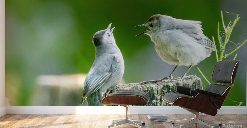 Two Cat Birds having a Conversation Wall Murals