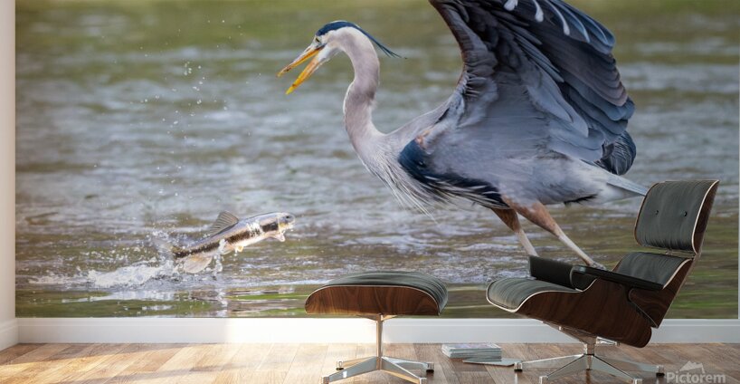 Not Today Wall Murals