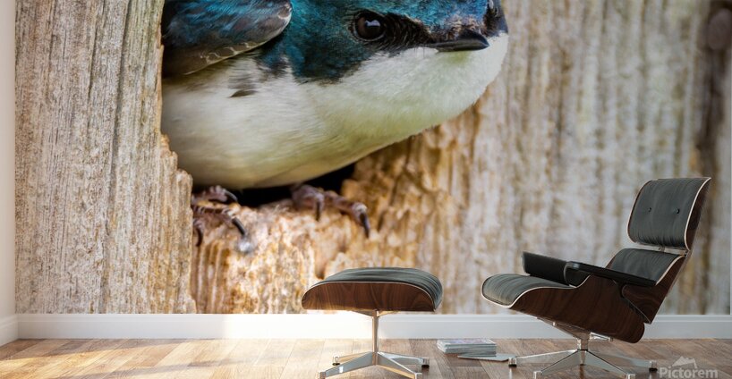 Hello There Wall Murals