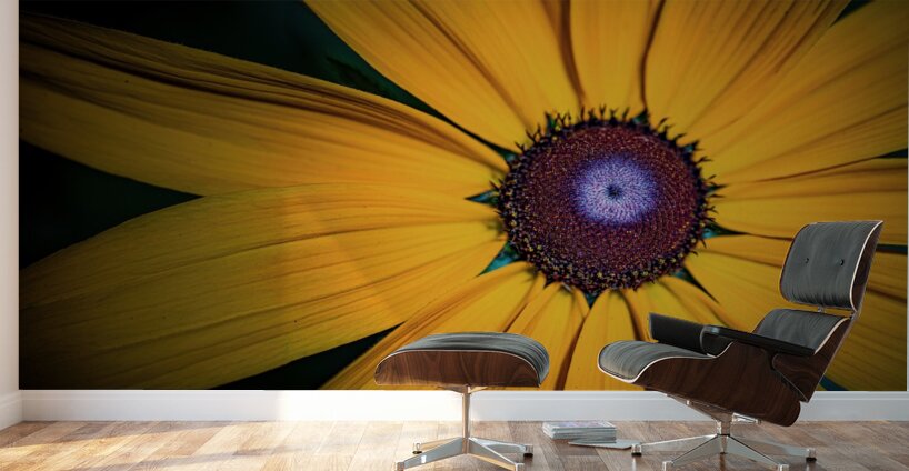 Yellow Daisy Wall Murals