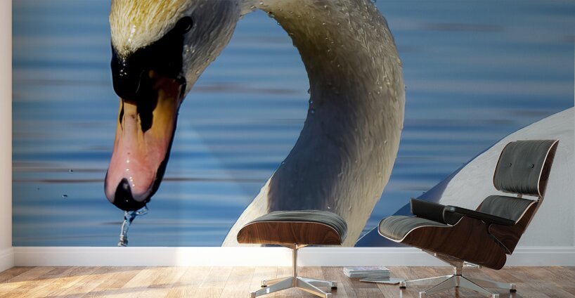 Swan on a Lake Wall Murals