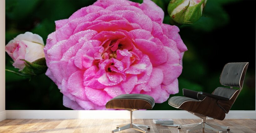 Rose with Morning Dew Wall Murals