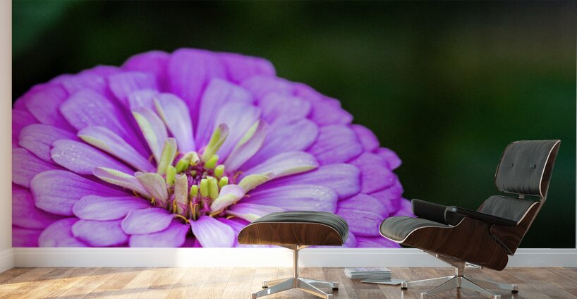 Glistening Purple Zinnia  Wall Murals