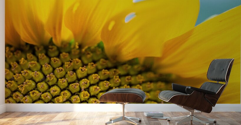 SunFlower Close Up Wall Murals