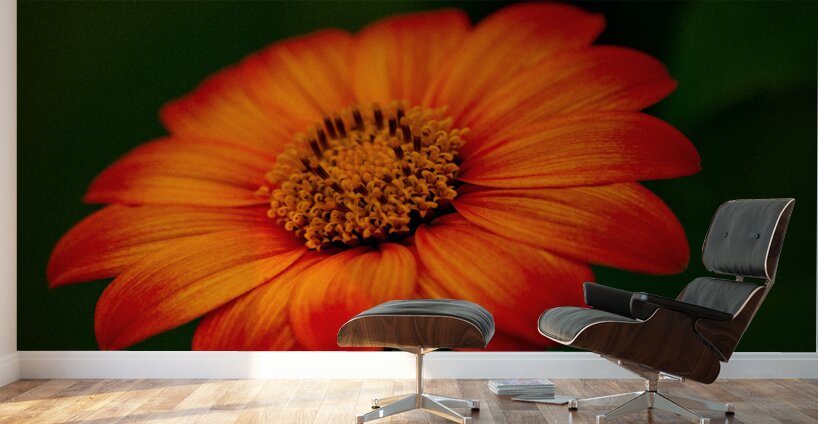 Orange Sunflower  Wall Murals