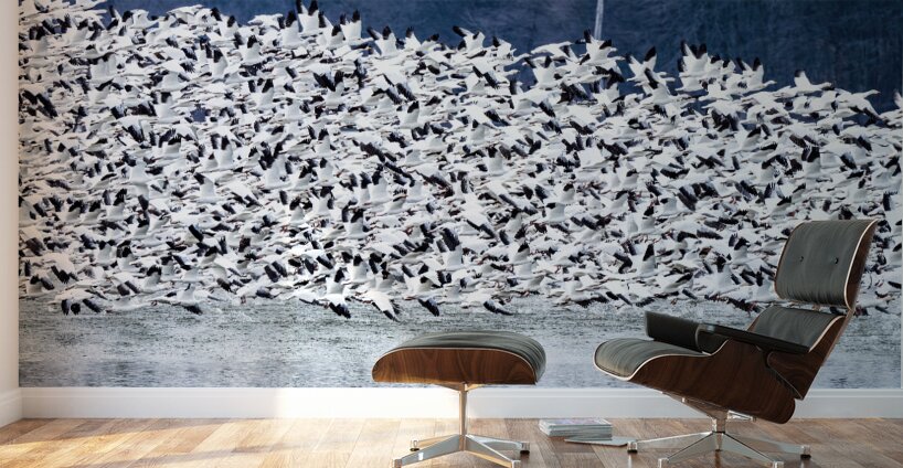 Snow Geese Migration Wall Murals