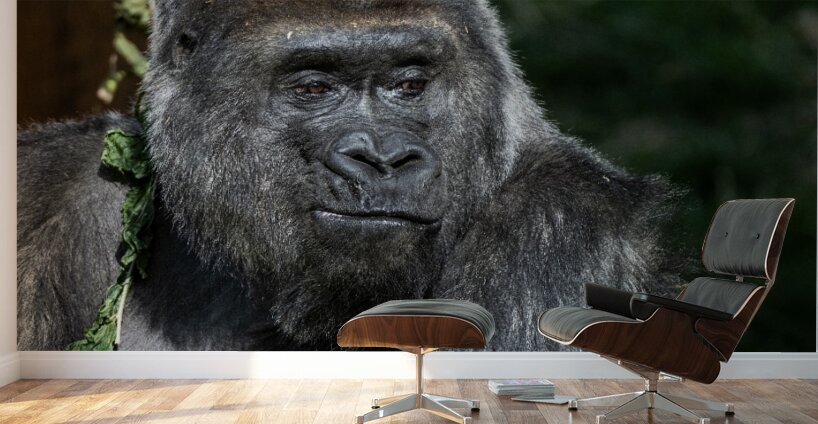 Gorilla Deep in Thought Wall Murals