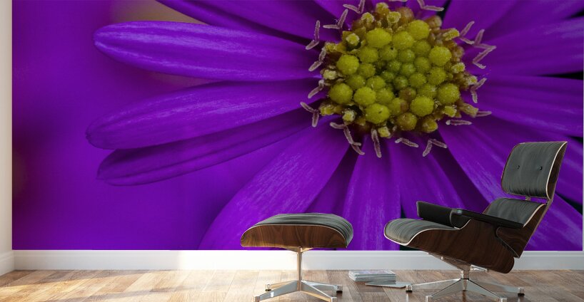 Purple Aster Wall Murals