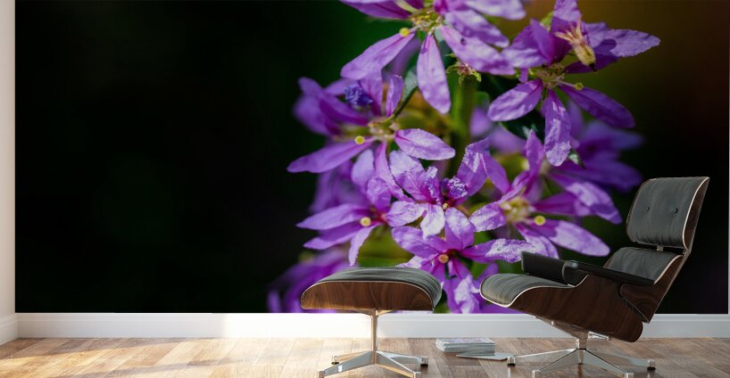 Purple Loosestrife Wall Murals