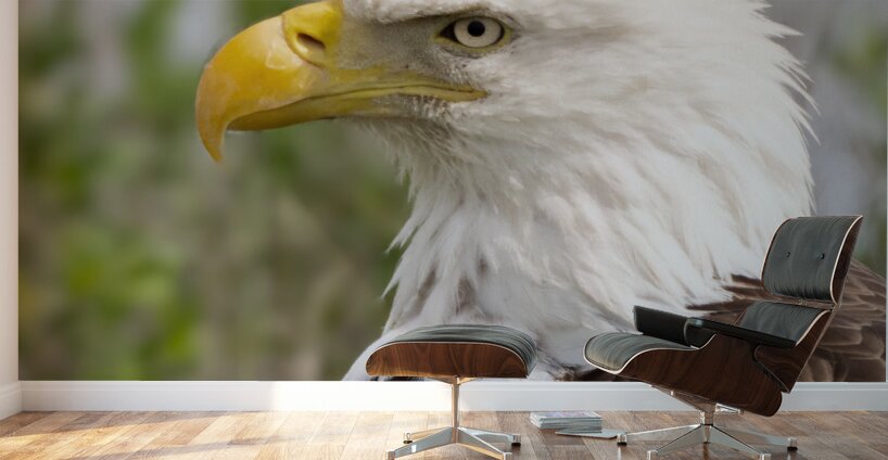 North American Bald Eagle Wall Murals