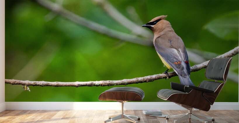 Cedar Waxwing Wall Murals