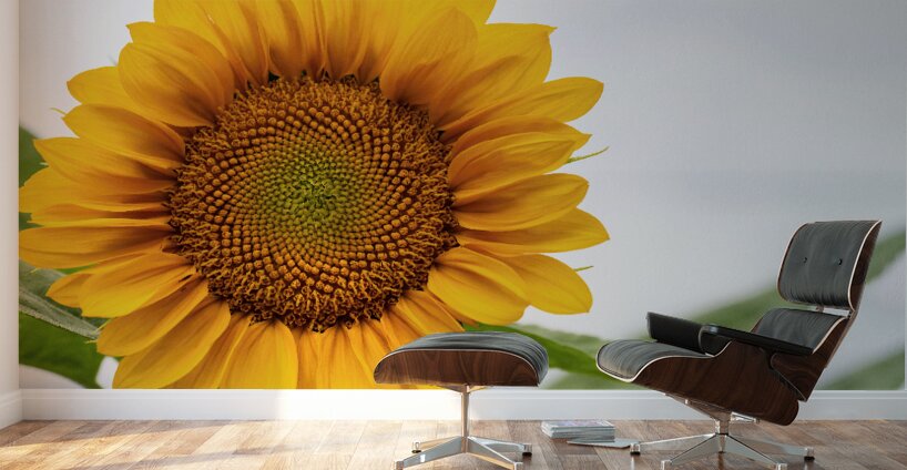 Sun Flower Wall Murals