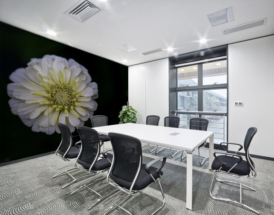 White Zinnia Wall Printing