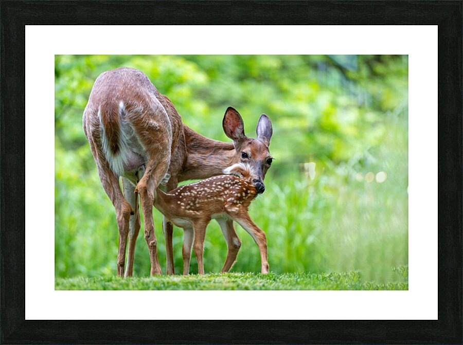 Doe & Fawn Picture Frame print