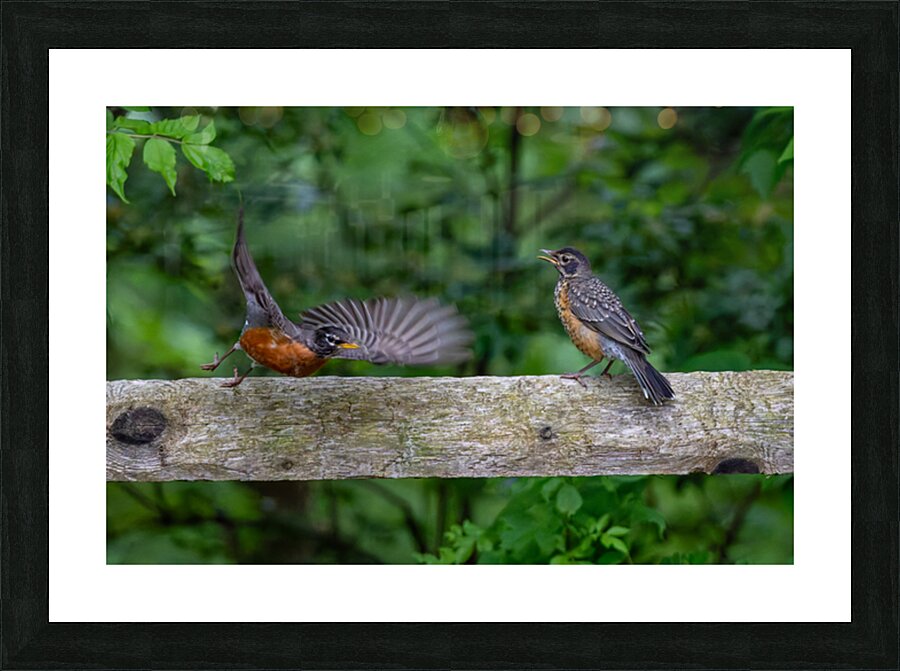 A Pair of Robins Picture Frame print