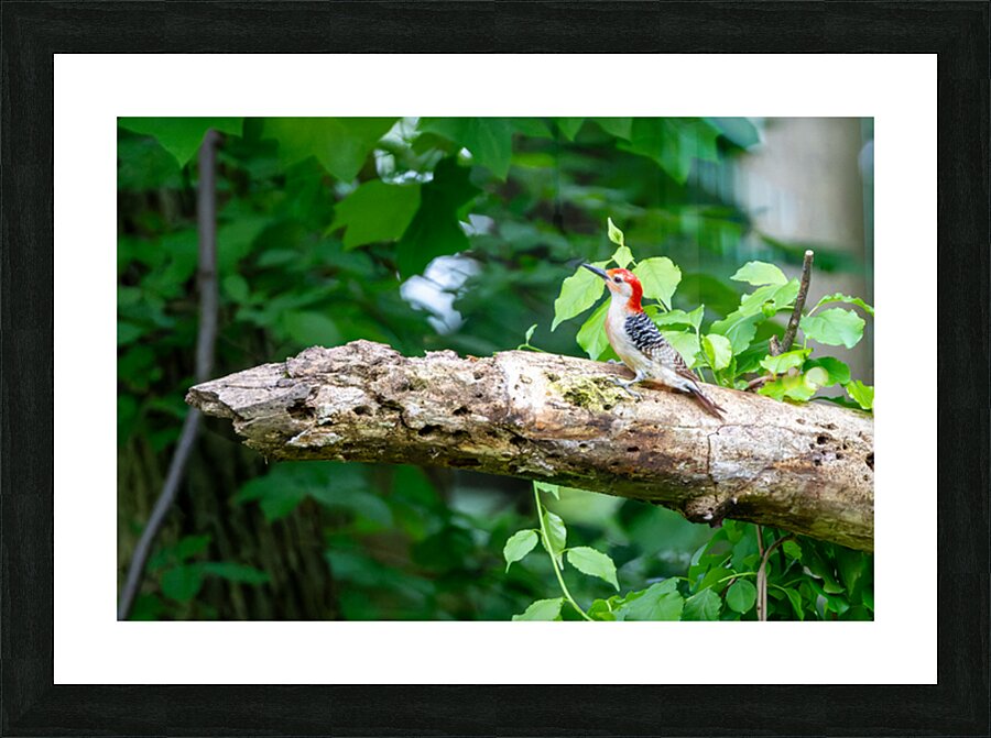 Red Belly Wood Pecker Picture Frame print