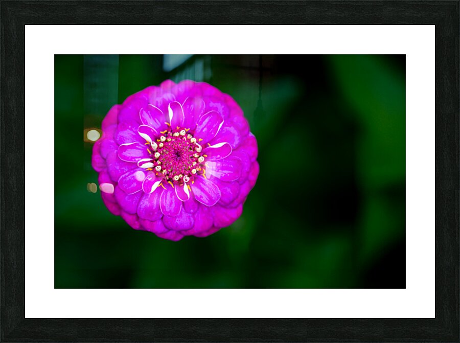 Purple Zinnia Picture Frame print