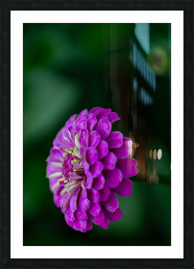 Zinnia Picture Frame print