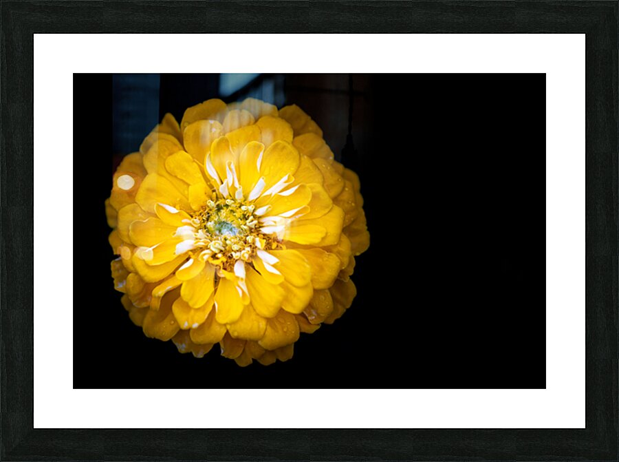 Yellow Zinnia Picture Frame print