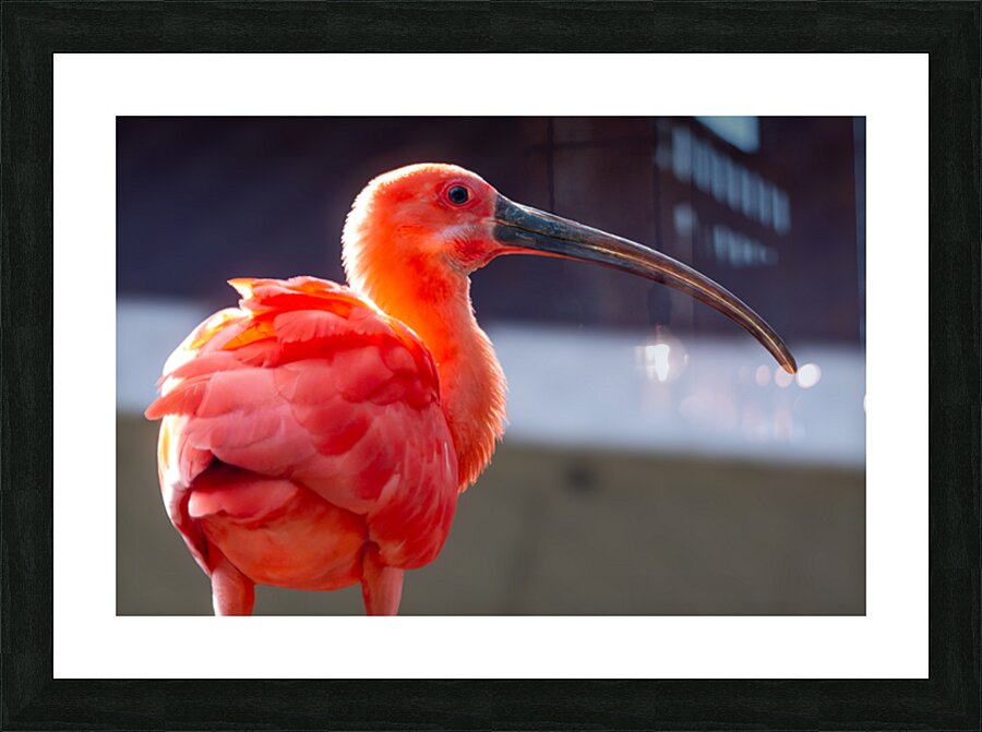 Scarlet Ibis Picture Frame print