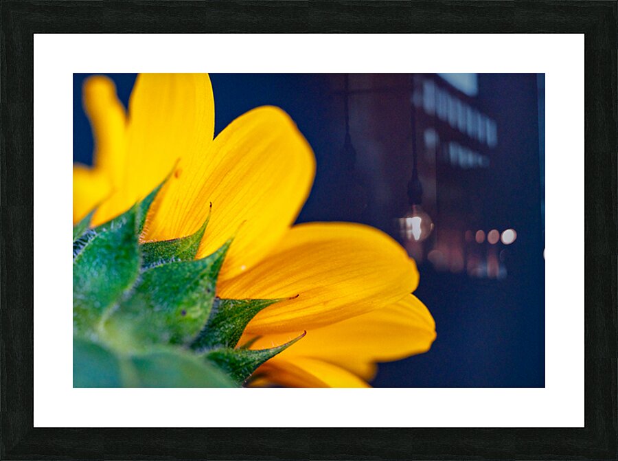 Yellow Sunflower Picture Frame print