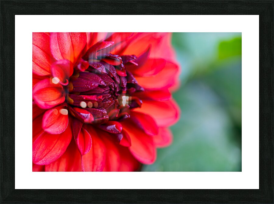 Vibrant Scarlet and Magenta Dahlia Picture Frame print