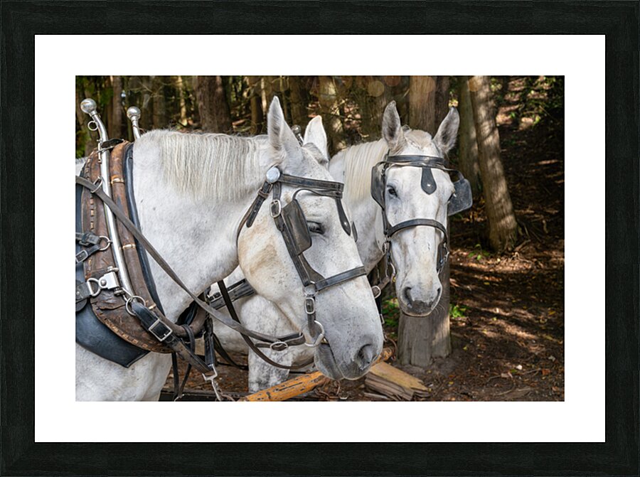 A pair of White Horses Picture Frame print