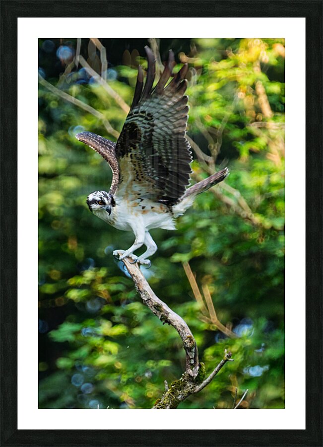 An Osprey stretching their wings.  Picture Frame print