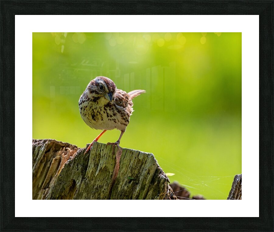 Cheeky Picture Frame print