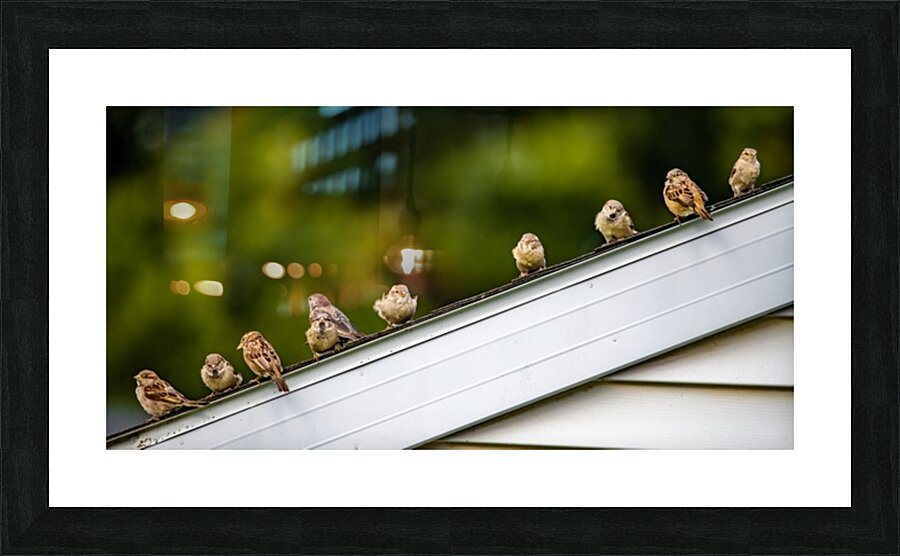 Sparrows on a Roof Picture Frame print