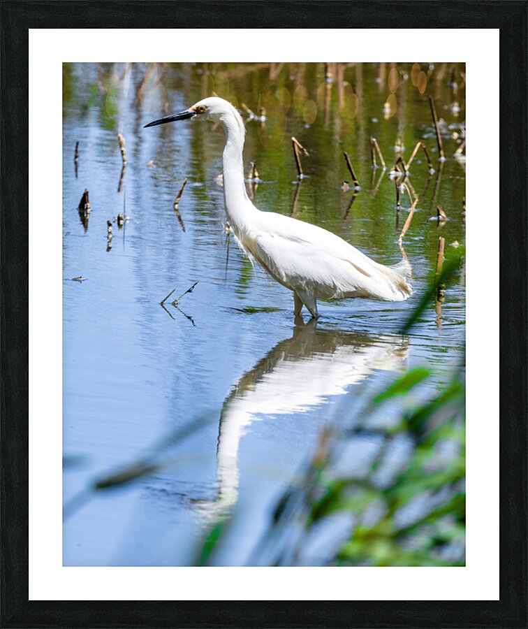 Snowy Egret Wading near the Shoreline of a Lake Picture Frame print