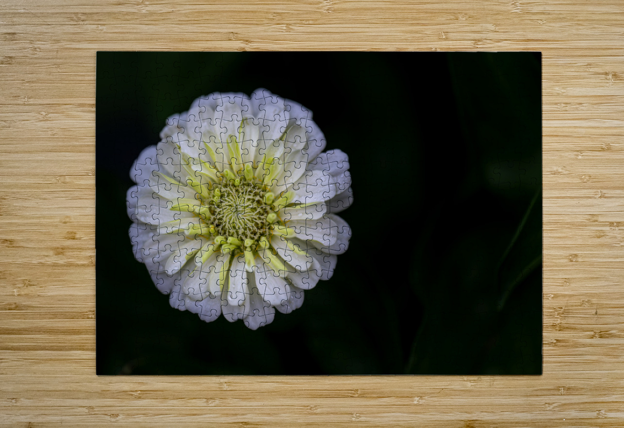 White Zinnia Pisarek Photography Puzzle printing