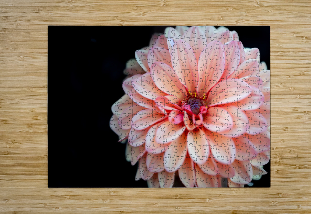 Pink Dahlia Pisarek Photography Puzzle printing