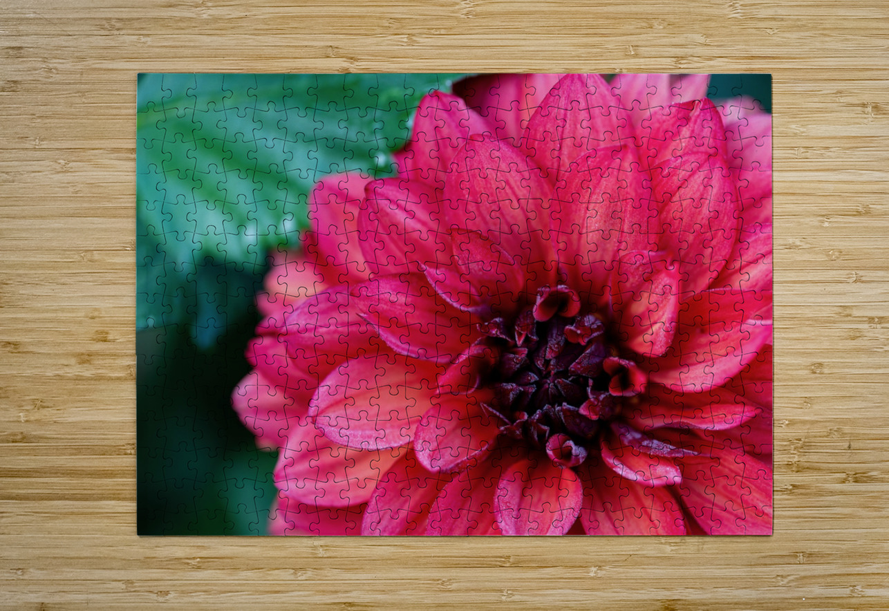 Dark Pink Dahlia Pisarek Photography Puzzle printing