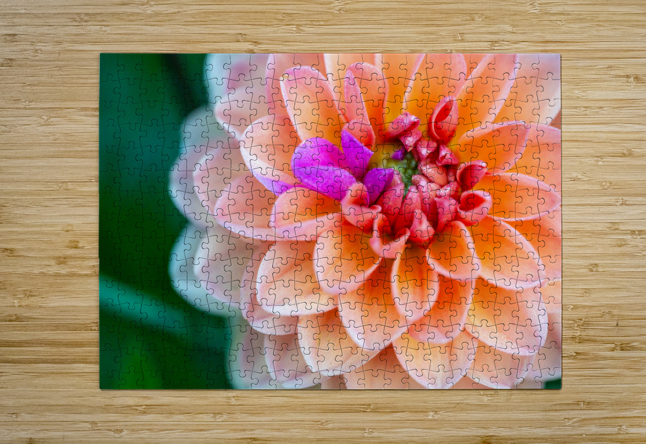Peach Dahlia with a splash of Purple Pisarek Photography Puzzle printing
