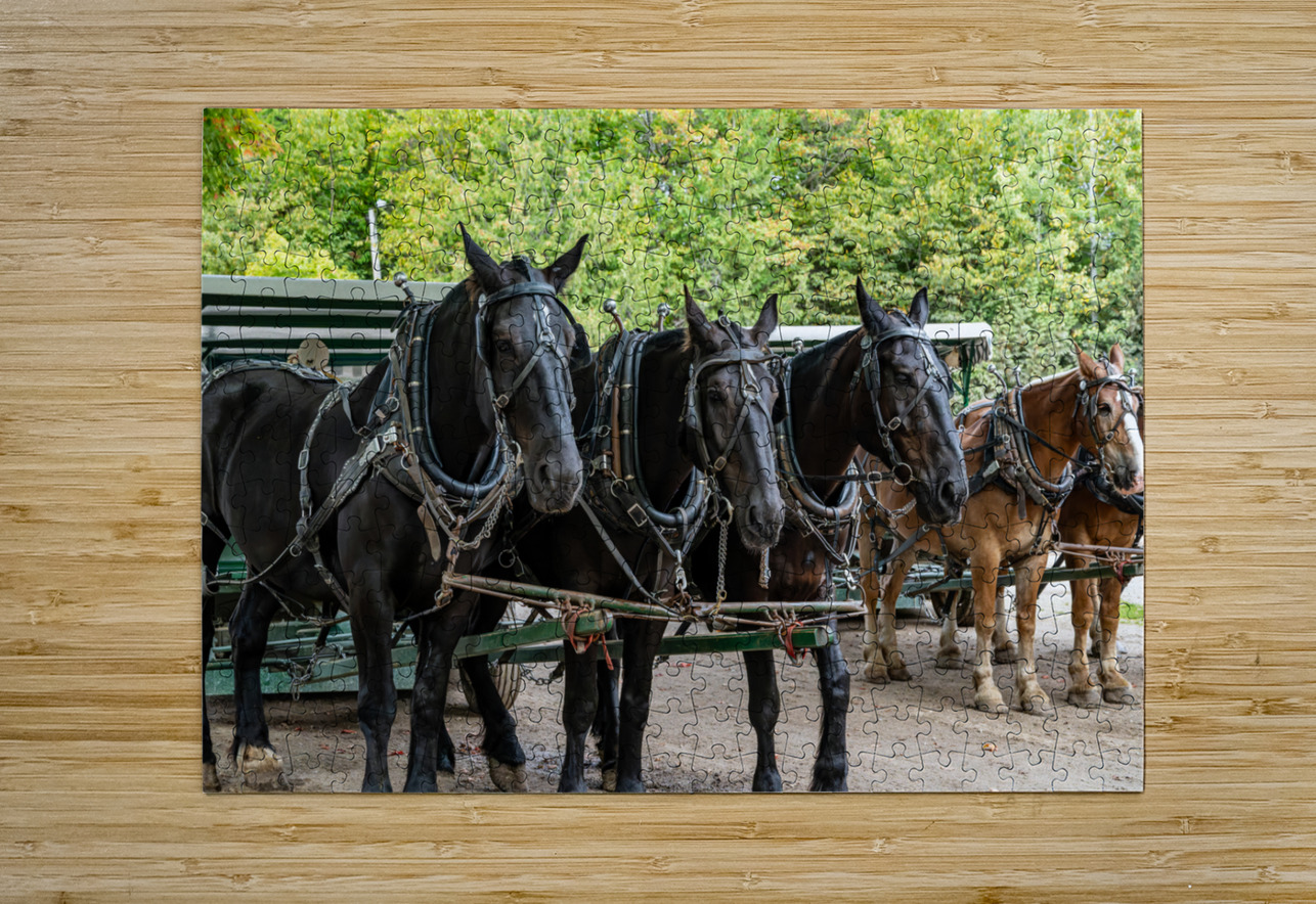 Teams of Horses Pisarek Photography Puzzle printing