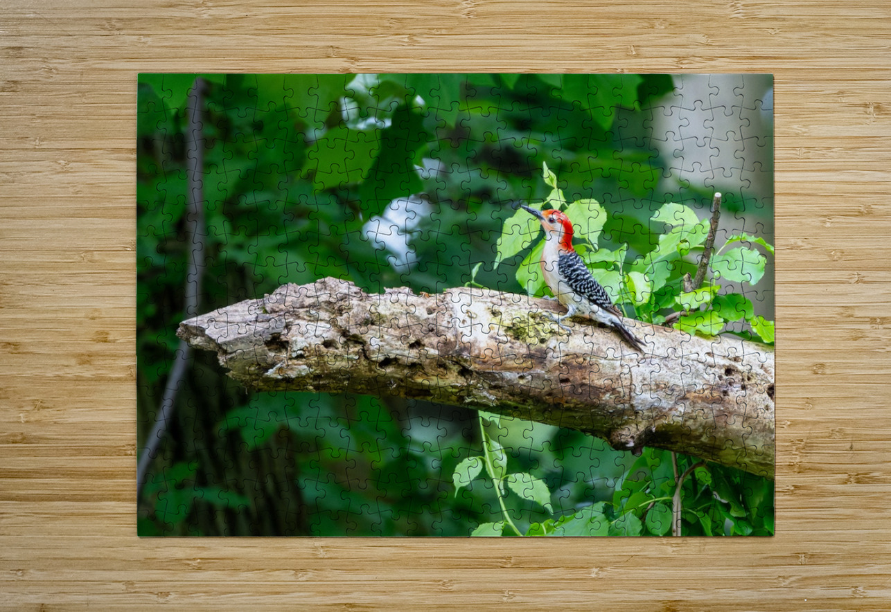 Red Bellied Wood Pecker Pisarek Photography Puzzle printing