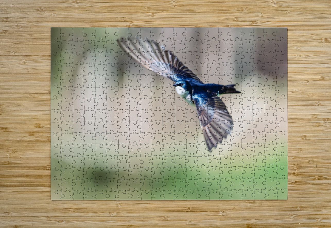 A Tree Swallow in Flight Pisarek Photography Puzzle printing