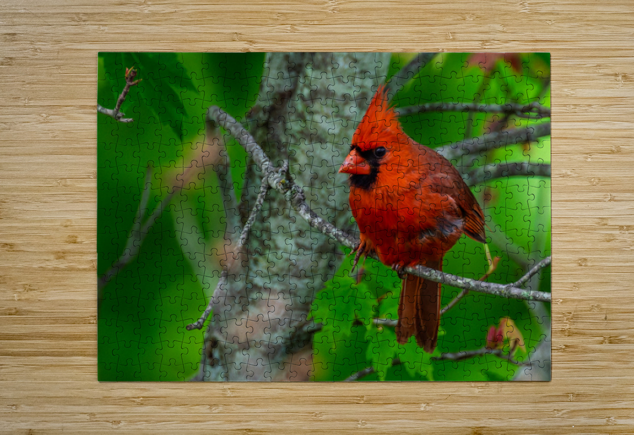 Northern Cardinal  Pisarek Photography Puzzle printing
