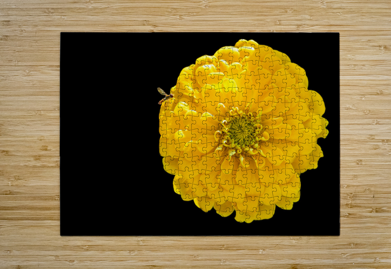 Yellow Zinnia and a Hoverfly Pisarek Photography Puzzle printing