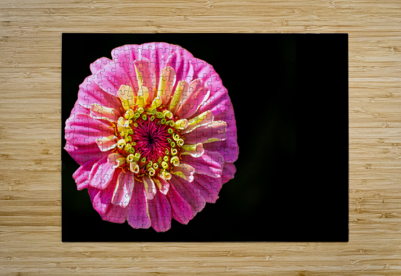 Pink and Yellow Zinnia Pisarek Photography Puzzle printing