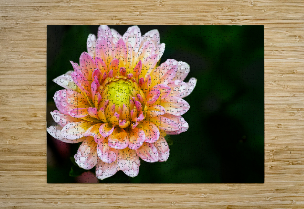 Dahlia and Raindrops Pisarek Photography Puzzle printing