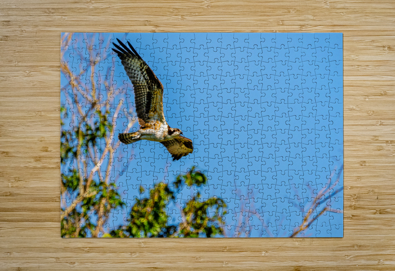 An Osprey Soars Pisarek Photography Puzzle printing