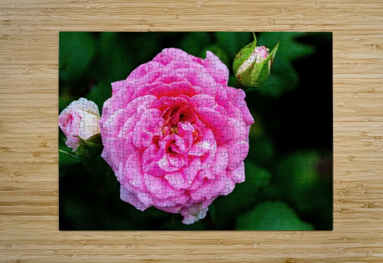 Rose with Morning Dew Pisarek Photography Puzzle printing