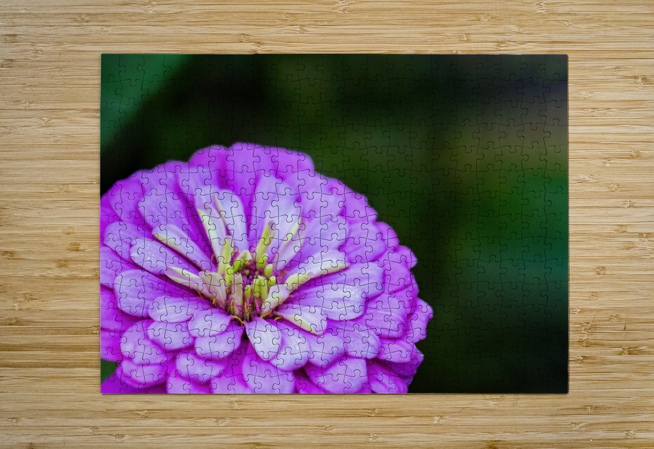 Glistening Purple Zinnia  Pisarek Photography Puzzle printing
