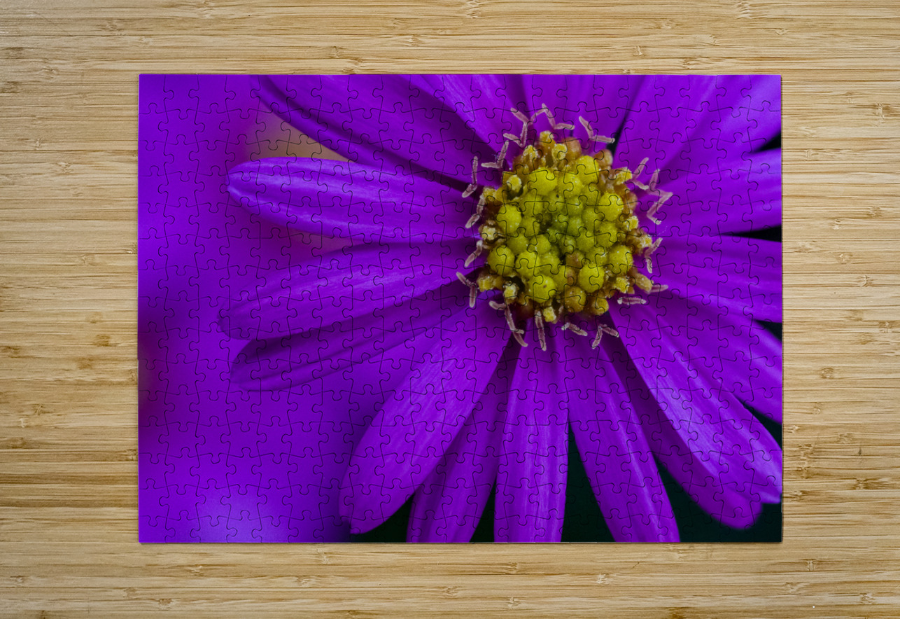 Purple Aster Pisarek Photography Puzzle printing