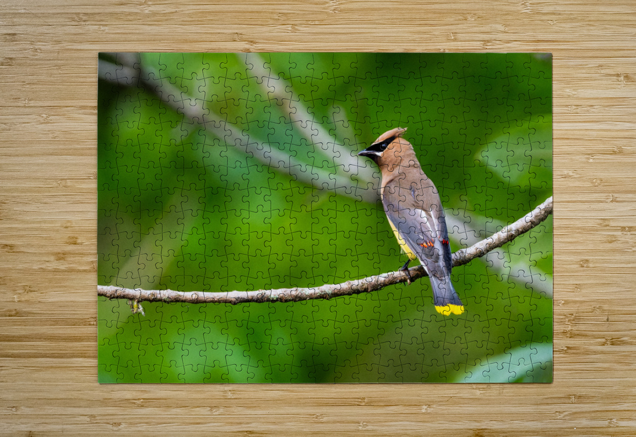 Cedar Waxwing Pisarek Photography Puzzle printing